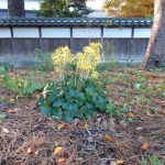 DSCN5990.JPG