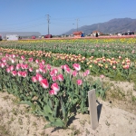 IMG_20230402_094133.jpg